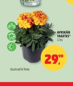 AFRIKÁN TAGETES - Penny Market aktualniletaky.eu