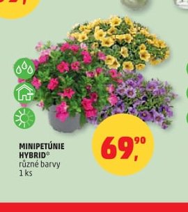 MINIPETÚNIE HYBRID - Penny Market aktualniletaky.eu