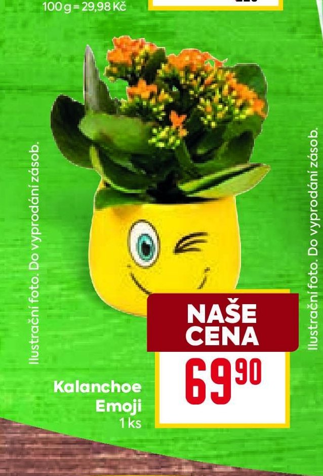 Kalanchoe Emoji - BILLA aktualniletaky.eu