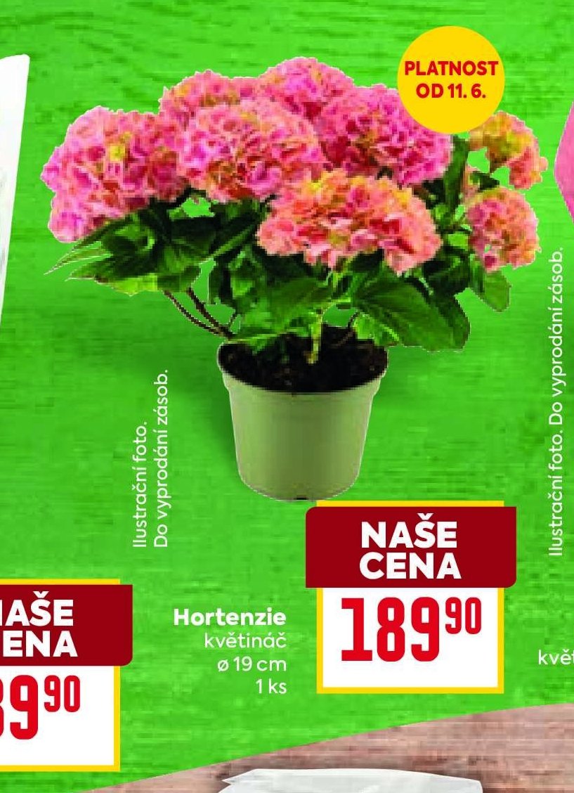 Hortenzie - BILLA aktualniletaky.eu