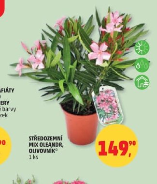STŘEDOZEMNÍ MIX OLEANDR, OLIVOVNÍK