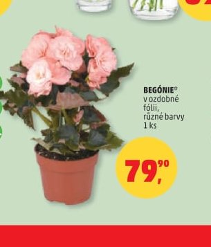 BEGÓNIE