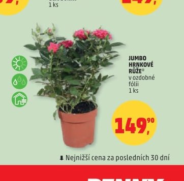 JUMBO HRNKOVÉ RŮŽE