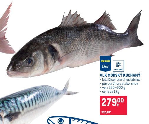 VLK MOŘSKÝ KUCHANÝ