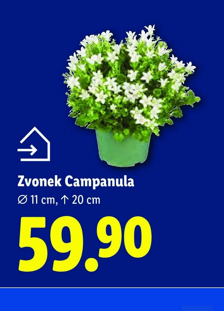 Zvonek Campanula