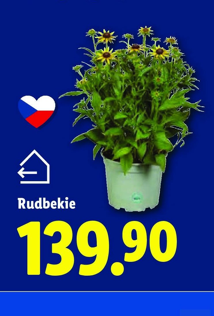 Rudbekie