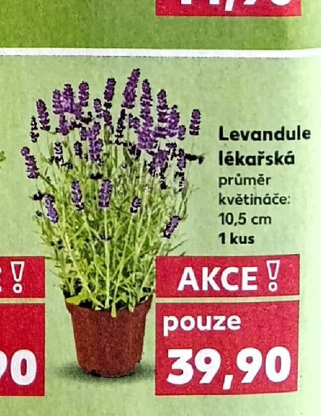 Levandule lékařská