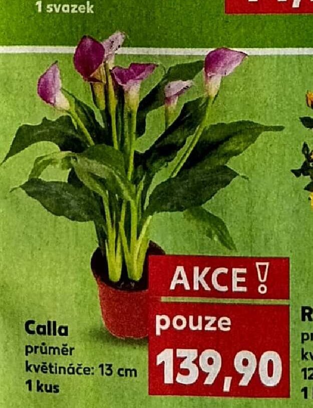 Calla