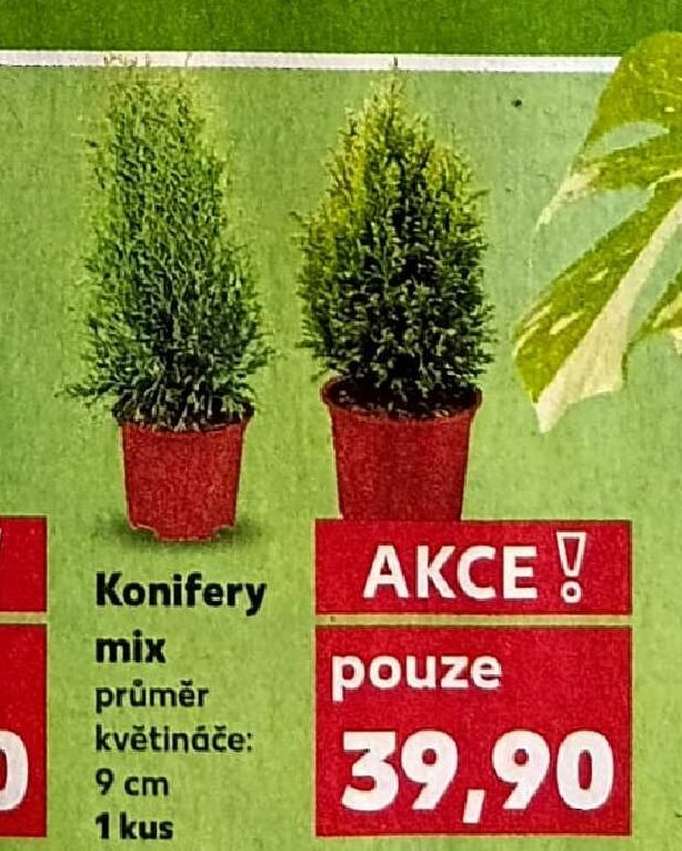 Konifery mix