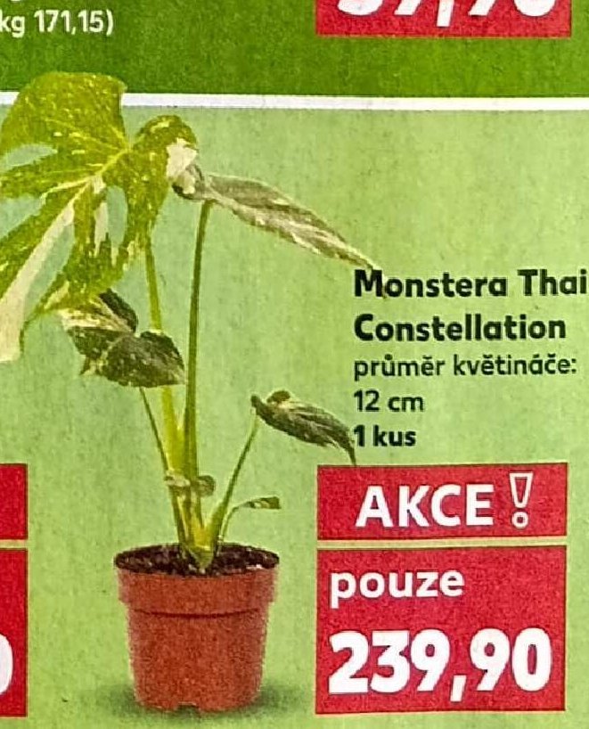 Monstera Thai Constellation