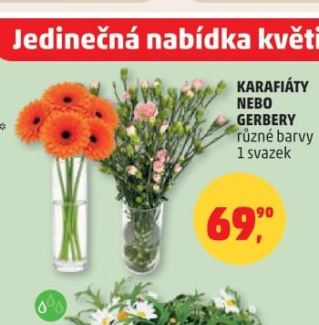 KARAFIÁTY NEBO GERBERY