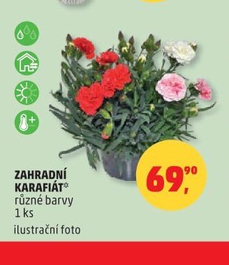 ZAHRADNÍ KARAFIÁT