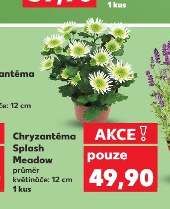 Chryzantéma Splash Meadow