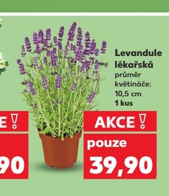 Levandule lékařská