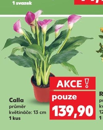 Calla