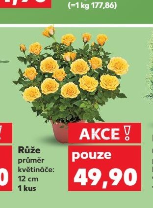 Růže