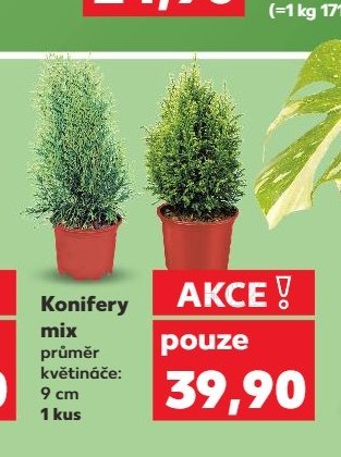 Konifery mix