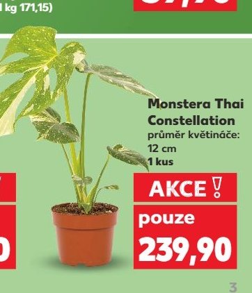 Monstera Thai Constellation