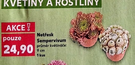 Netřesk Sempervivum
