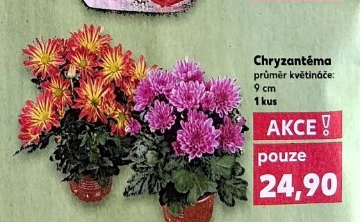 Chryzantéma