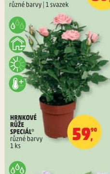 HRNKOVÉ RŮŽE SPECIÁL