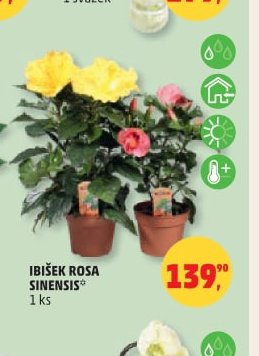 IBIŠEK ROSA SINENSIS