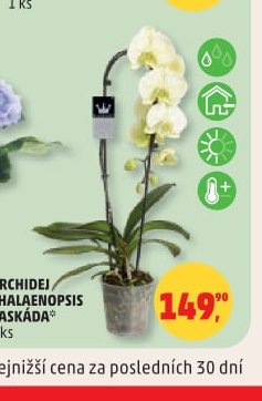 ORCHIDEJ PHALAENOPSIS KASKÁDA