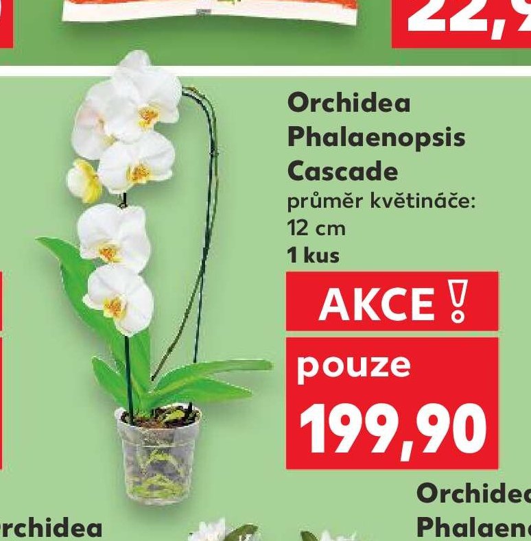 Orchidea Phalaenopsis Cascade 1 kus