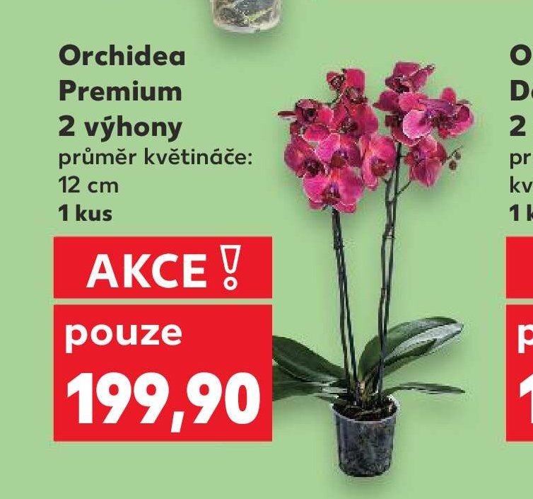 Orchidea Premium 2 výhony