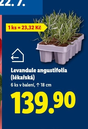 Levandule angustifolia (Lékařská)