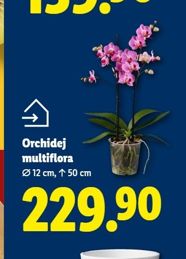 Orchidej multiflora