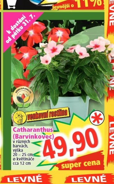 Catharanthus (Barvínkovec)