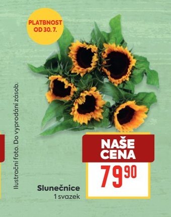 Slunečnice