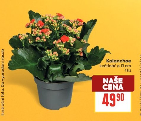Kalanchoe - BILLA aktualniletaky.eu