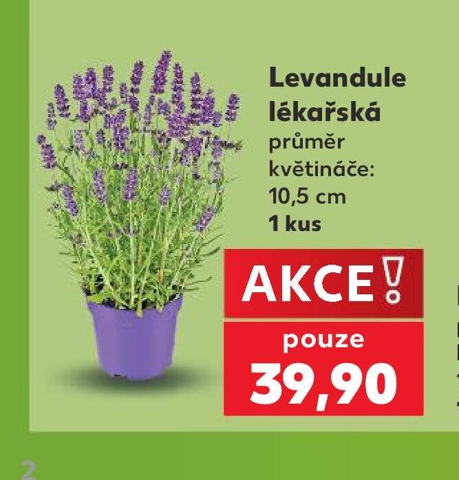 Levandule lékařská 10,5 cm 1 kus - Kaufland aktualniletaky.eu