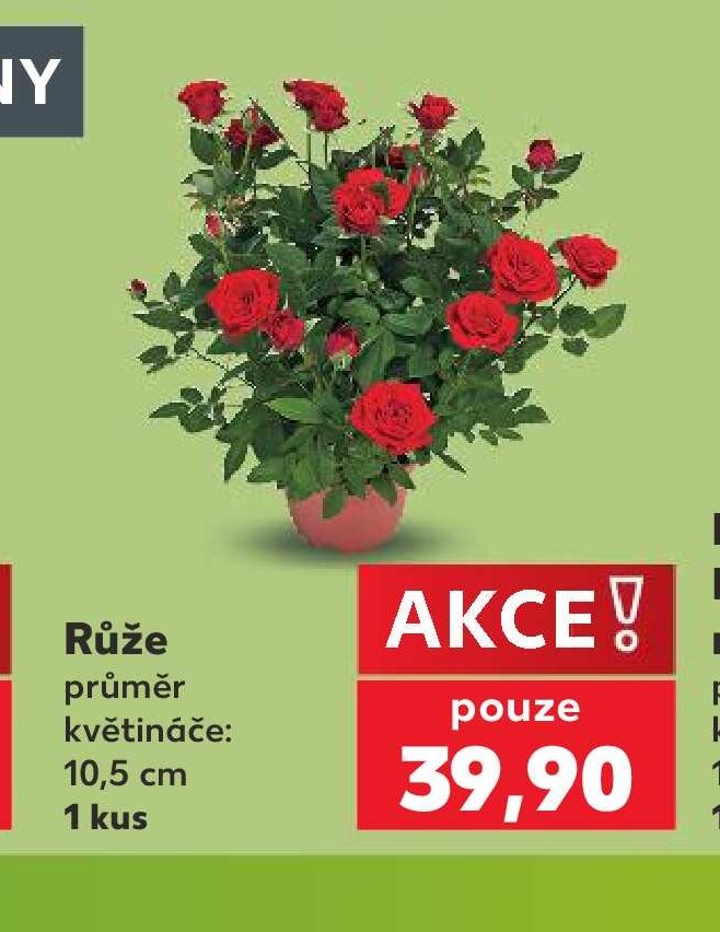 Růže 10,5 cm 1 kus - Kaufland aktualniletaky.eu