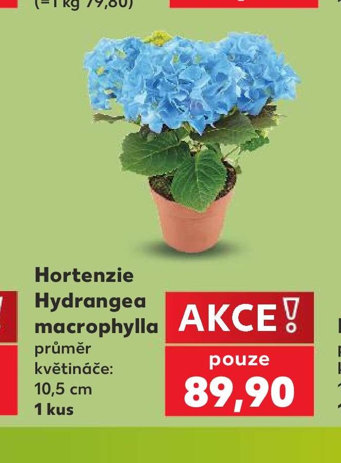 Hortenzie Hydrangea macrophylla 10,5 cm 1 kus - Kaufland aktualniletaky.eu