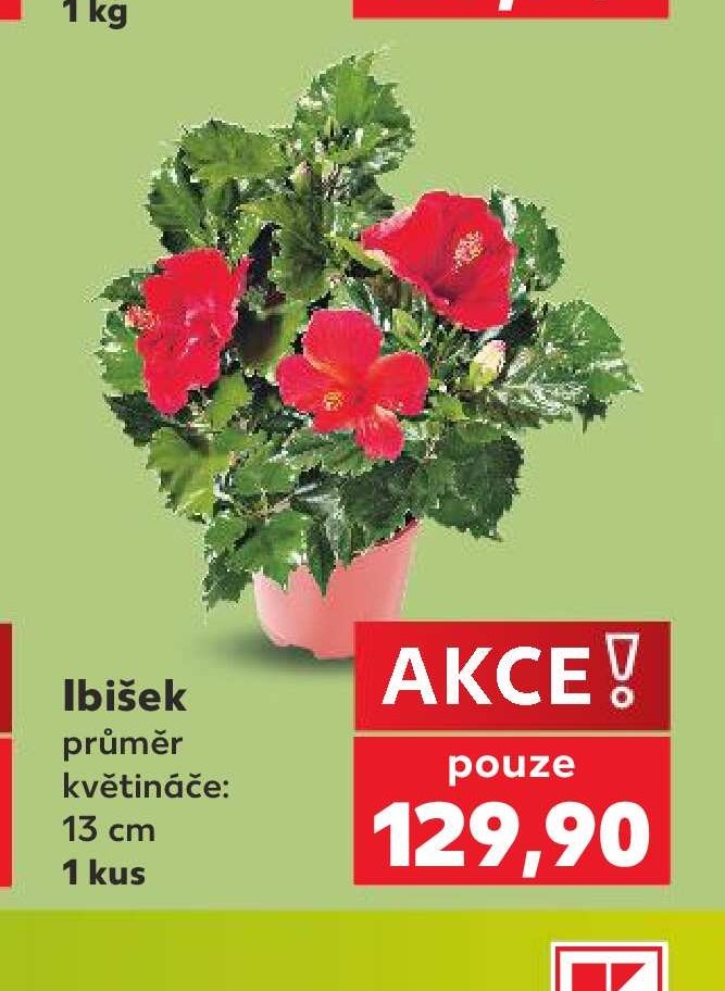 Ibišek 13 cm 1 kus - Kaufland aktualniletaky.eu