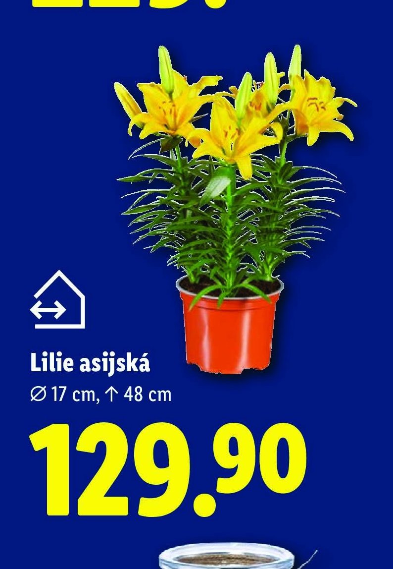 Lilie asijská