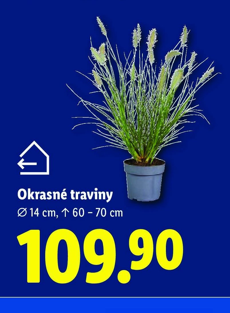 Okrasné traviny