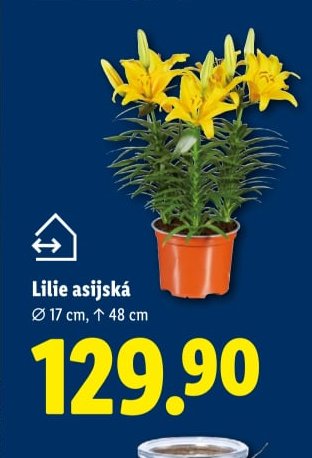 Lilie asijská
