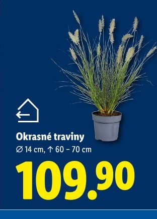 Okrasné traviny