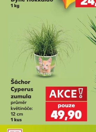 Šáchor Cyperus zumula - Kaufland aktualniletaky.eu