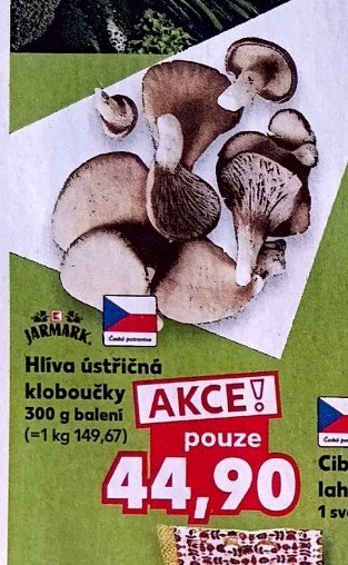 Hlíva ústřičná