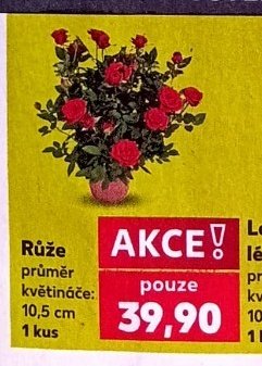 Růže