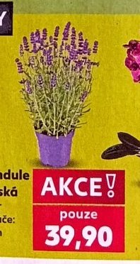 Levandule lékařská