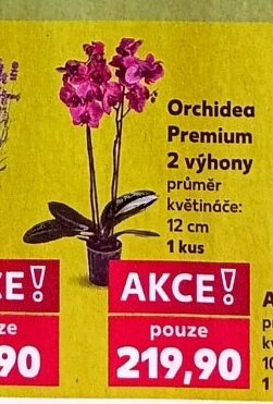 Orchidea Premium