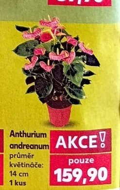 Anthurium andreanum