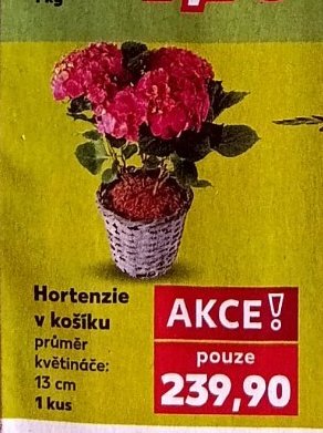 Hortenzie v košíku