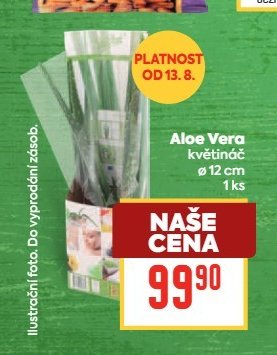 Aloe Vera květináč